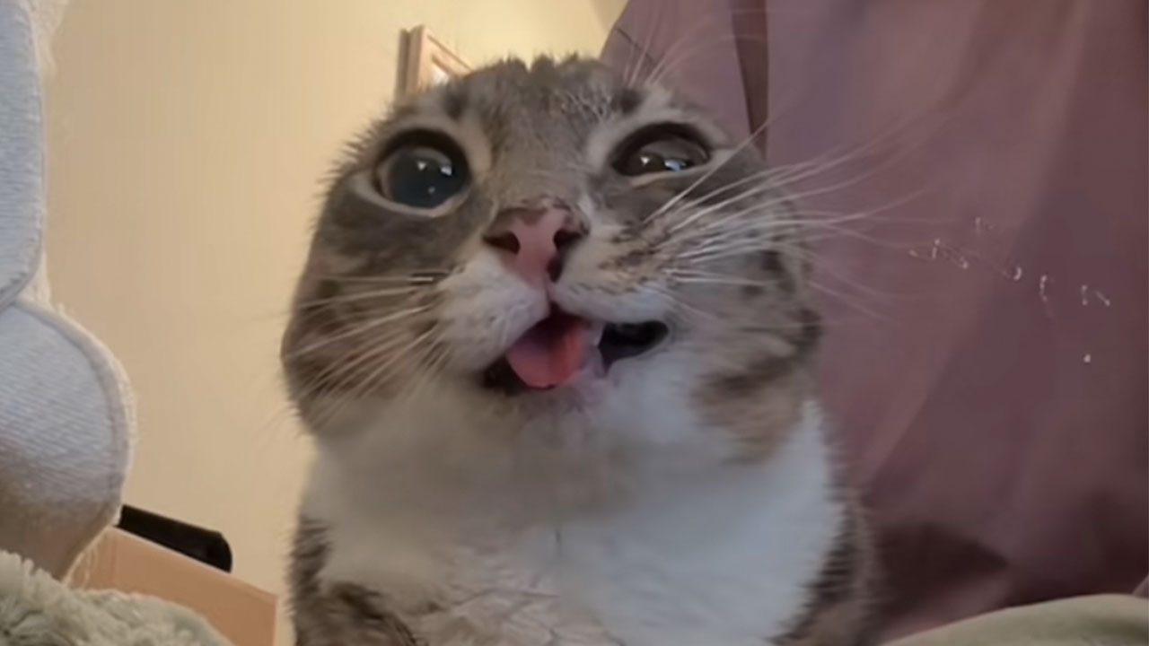 Gray cat making a silly face
