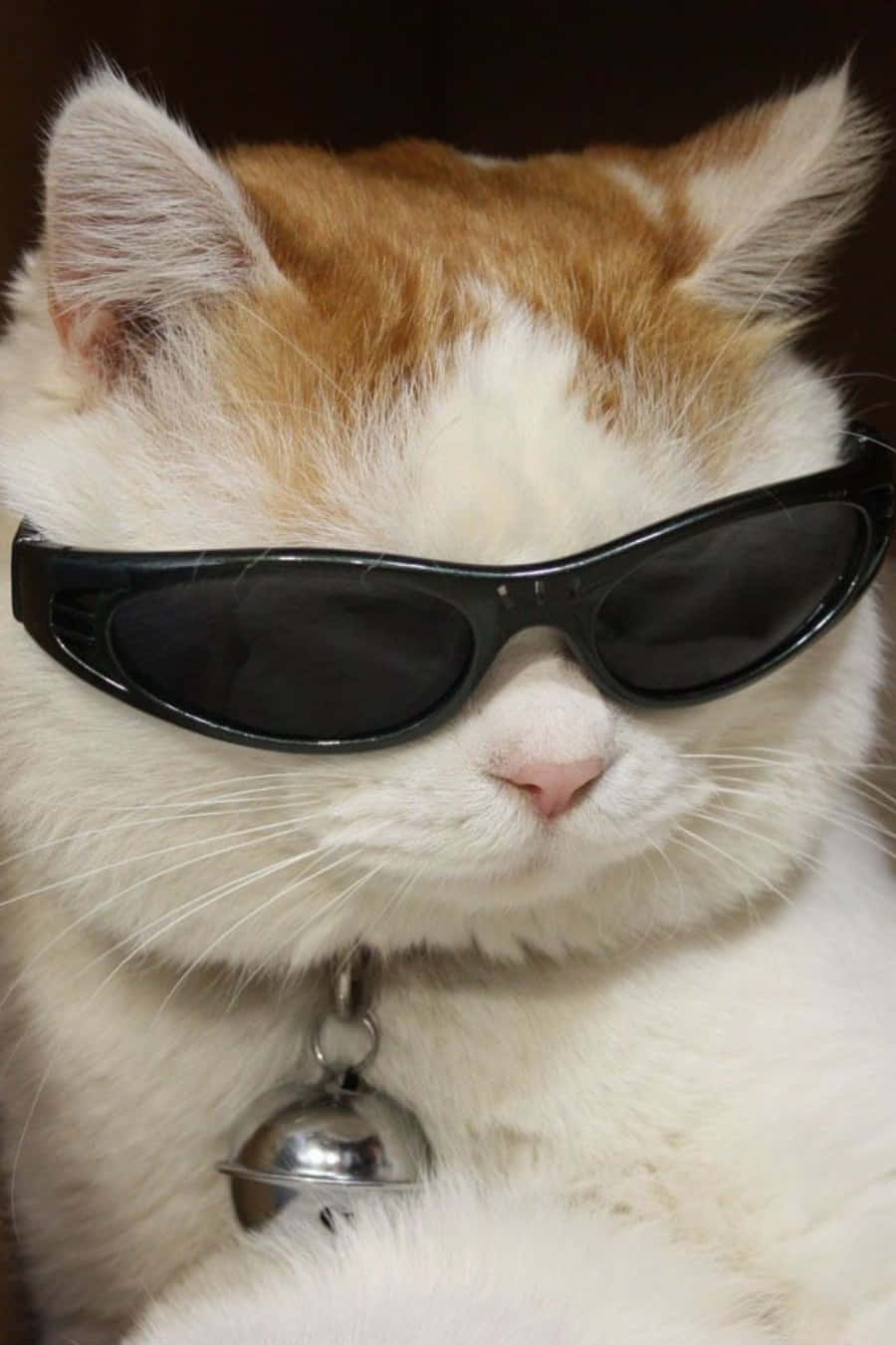 White cat wearing sunglasses
